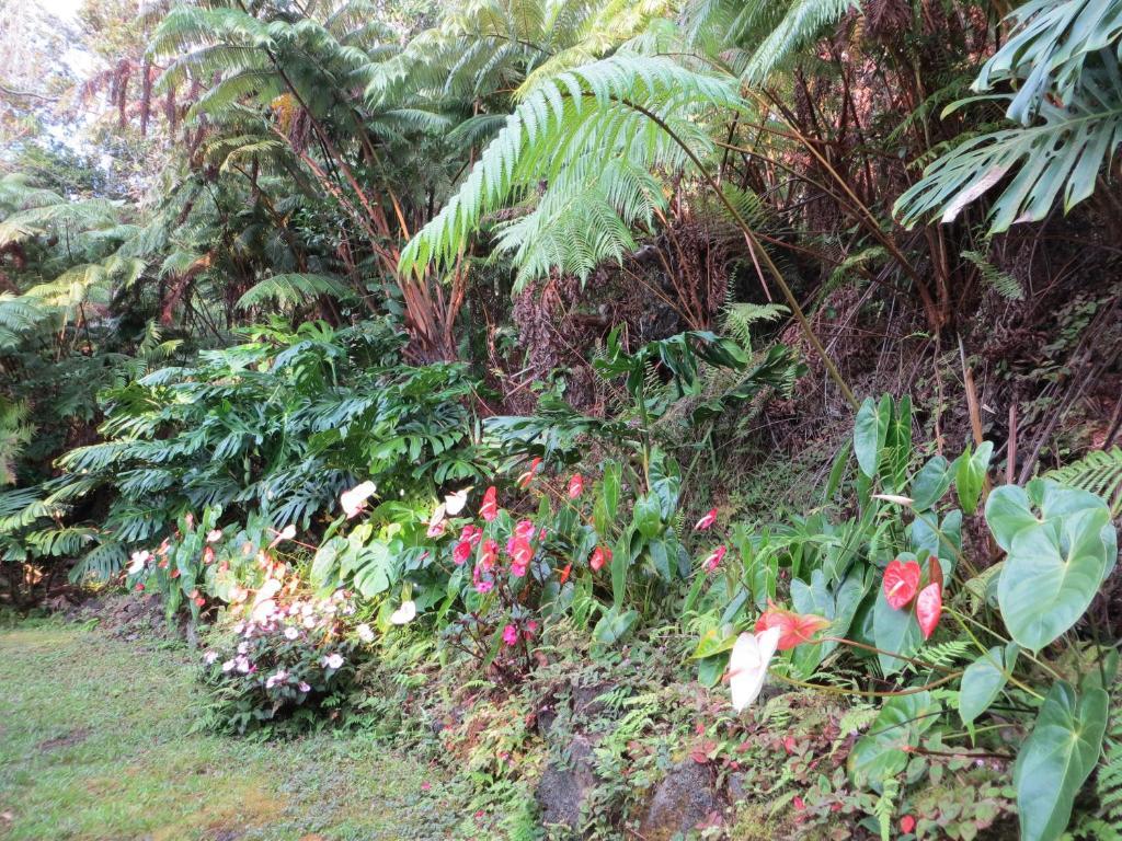 Carson'S Kaloko Mountain Cabin Kailua-Kona Exteriér fotografie